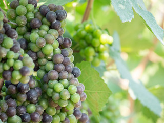 The Grapes are ready to be harvested.