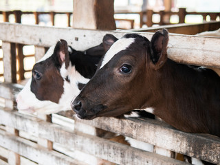 The Cows in the farm.