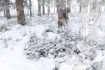 Winter landscape. Forest under the snow. Winter in the park.
