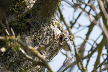 Blaumeise am Nest
