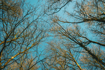 Tree tips pointing to the sky