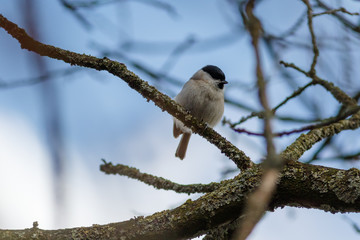 Marsh Tit (Parus palustris).