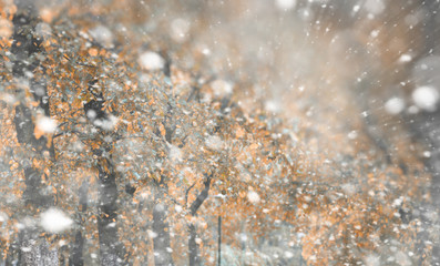 Background autumn park in the first snow