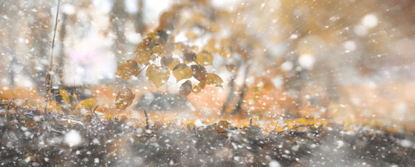 Background autumn park in the first snow