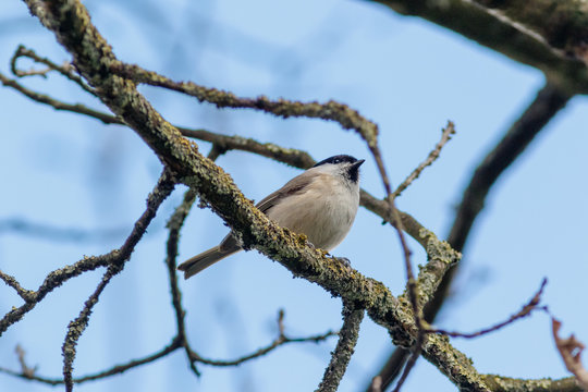 Marsh Tit (Parus Palustris).