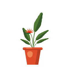 Strelitzia reginae, flower or bird of paradise. Green leaves, orange and violet blossom bouquet. South Africa flowering plant in vase. Vector illustration isolated on white background