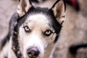 portrait of siberian husky