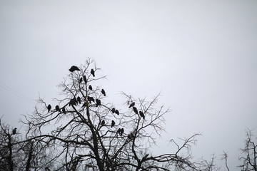 Winter Park. Landscape in snowy weather. January.