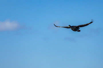 Oiseau au Cap Nord 2