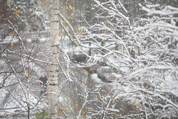 Winter Park. Landscape in snowy weather. January.