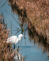 Imagen de una Egretta Garzetta bebiendo en un arrozal de los campos del Delta del Ebro en Tarragona