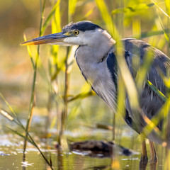 Grey heron close up of head in reed