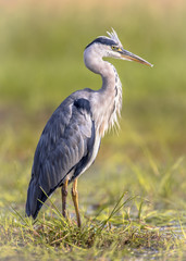 Grey heron waiting in wetland