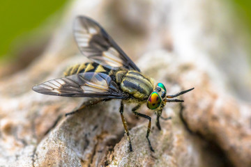 Twin lobed deerfly