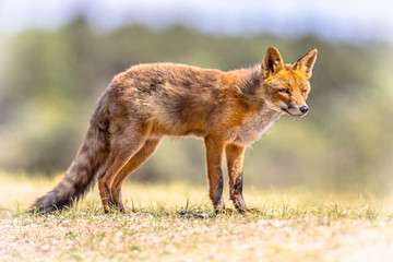 Red Fox in natural habitat