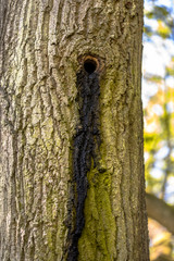 Bat colony in tree