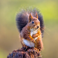 Naklejka na ściany i meble Red squirrel curious on tree trunk