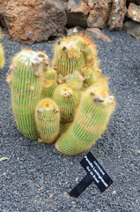 variety of cactus in cactus garden in canary islands, spain