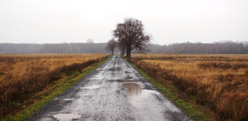 road in the field