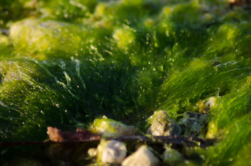 Abstract blured macro shoot of sea weed on low tide