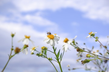 daisy white flower bloom in nature against blue sky background.