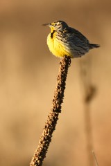 Eastern Meadowlark Sunbathing