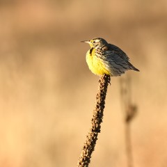 Eastern Meadowlark Sunbathing