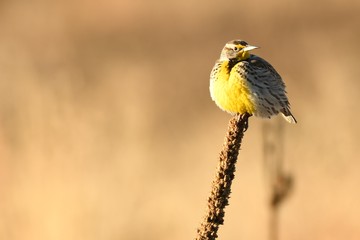 Eastern Meadowlark Sunbathing