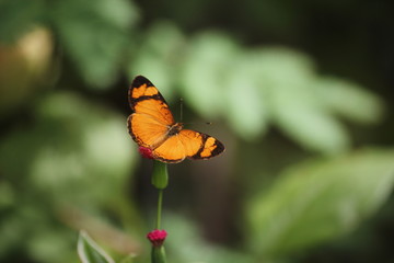 butterfly and flowers