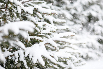 Winter landscape of country fields and roads