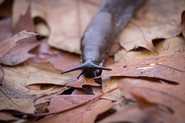 close up of slug snail crawling on the forest ground 