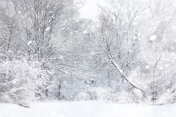 Winter landscape. Forest under the snow. Winter in the park.