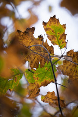 beech tree leaves close up
