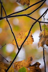 beech tree leaves close up