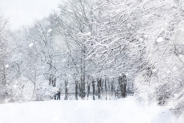 Winter landscape. Forest under the snow. Winter in the park.