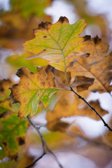 beech tree leaves close up