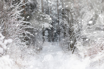 Fototapeta premium Winter landscape. Forest under the snow. Winter in the park.