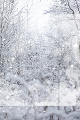 Naklejka premium Winter landscape. Forest under the snow. Winter in the park.