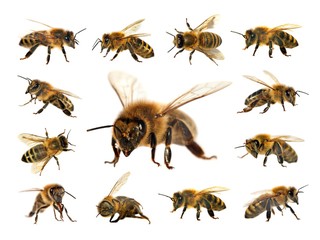 bee or honeybee isolated on the white background