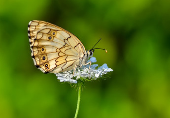 Obraz premium Beautiful butterflies sitting on flower