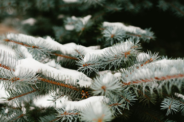 Green branches ate with cones in the snow close-up. Christmas card. Selective focus. Snow weather...