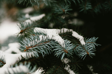 Green branches ate with cones in the snow close-up. Christmas card. Selective focus. Snow weather forecast.