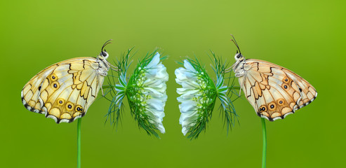 Beautiful butterflies sitting on flower