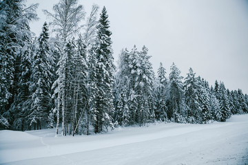 Frozen white firs on a frosty day. Fabulous winter wallpaper. Winter card.