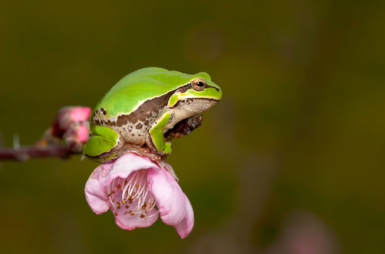 Tree frog - Stock Image