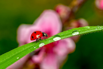 Ladybug on green leaf defocused background