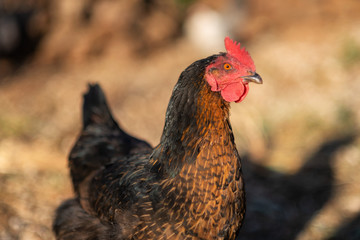free range hens in a traditional organic poultry farm .