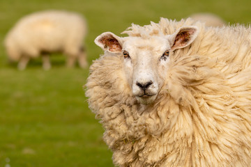 A sheep with thick wool looks into the camera