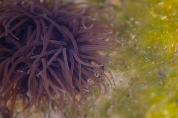Naklejka na ściany i meble Snakelock anemone Anemonia virdus tentacles in natural environment in Mellieha Malta