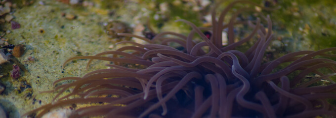 Fototapeta na wymiar Snakelock anemone Anemonia virdus tentacles in natural environment in Mellieha Malta